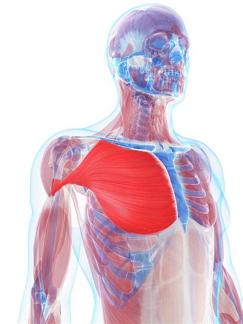 Pectoralis Major Muscle By Sciepro Science Photo Library