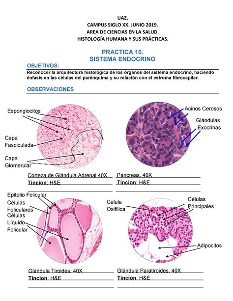 Practica 09 Sistema Endocrino CAMPUS SIGLO XX JUNIO 2019 AREA DE