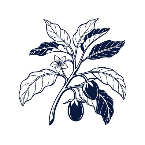 Dynamic Solanum Melongena Houseplant Artwork Illustration Of Flower