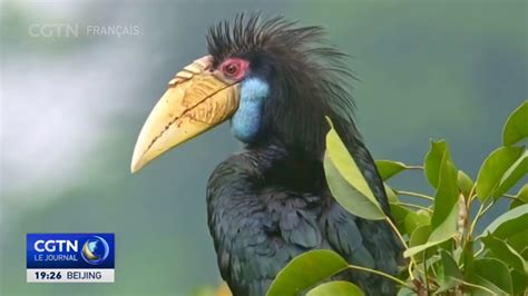 Nature fantastique Images d une femelle calao festonné avec sa