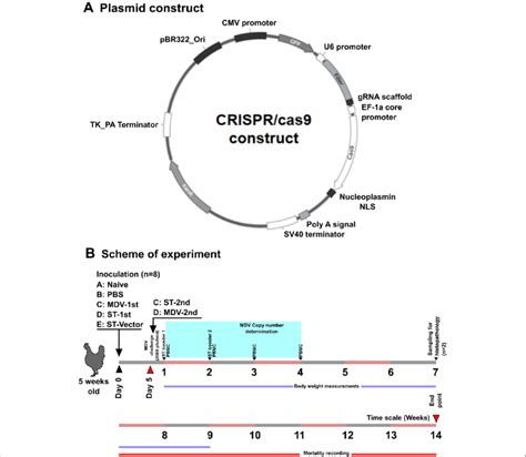 Plasmid design and general experimental scheme. A Schematic ... 
