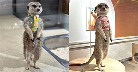 【台北】台北最萌動物餐廳！meerkat75 Café 75度獴 敦南旗艦店 超萌駐店狐獴陪你吃飯 還可以近距離互動 美食旅遊 Udn 女子漾