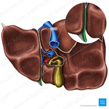 Liver Ligaments And Liver Anatomy Kenhub