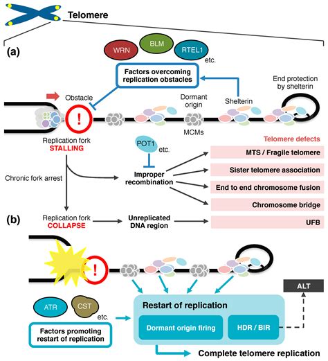 Genes Free Full Text DNA Replication Origins And Fork Progression