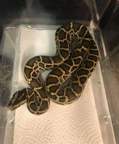 Normal Burmese Python By Ajm Reptiles Morphmarket