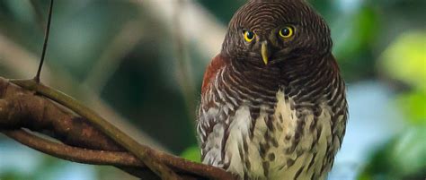 Endemic Bird Encounters In Sinharaja Rai Art Of Lanka