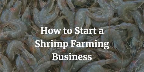 How To Start Shrimp Farming Business In Steps Plan Guide