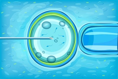 Concepto Científico De Fertilización In Vitro Vector Gratis