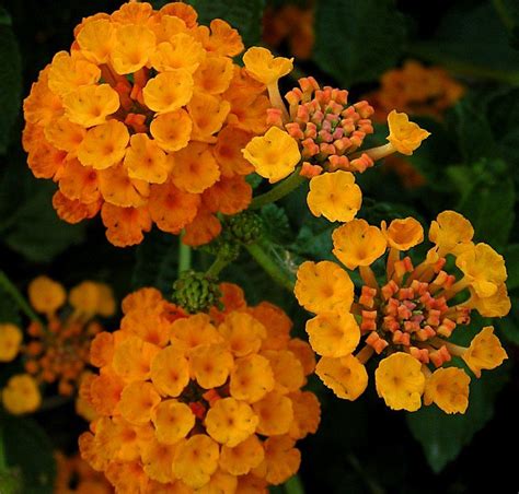 Orange Flowering Plants - Garden Plant