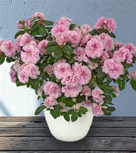 pretty pink azalea plant veldkamps garden center