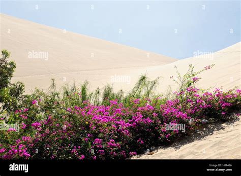 Flowers That Grow In The Sand Immagini E Fotografie Stock Ad Alta