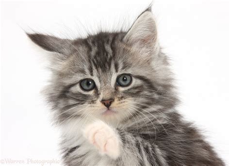 Maine Coon Cross Kitten 7 Weeks Old Photo Wp21375