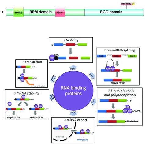 Pdf Rna Binding Motif Protein A Potential Biomarker In Cancer And