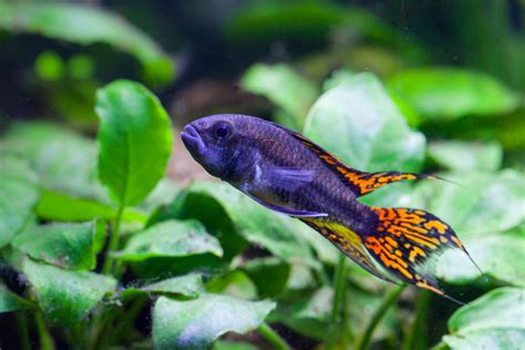 Top 15 Freshwater Aquarium Fish for Beginners and Experts