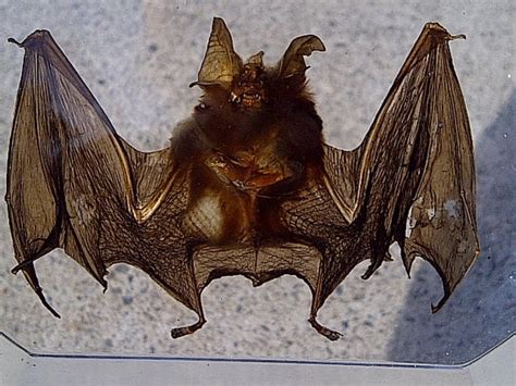 Vampire Bat A Vampire Bat Specimen in Clear Lucite Acrylic