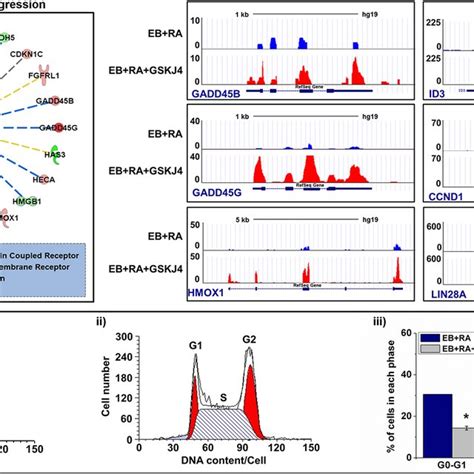 Suppression Of Cell Cycle Progression By GSK J4 In Differentiating EBs