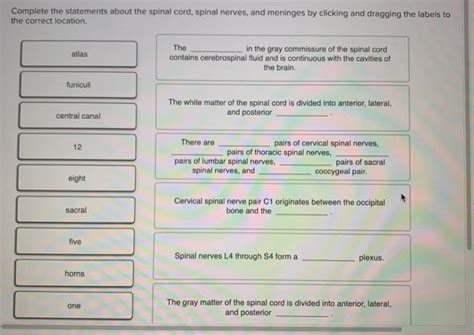 Solved Complete the statements about the spinal cord, spinal | Chegg.com 