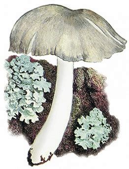 ДЕНЕЖКА • Большая российская энциклопедия - электронная версия