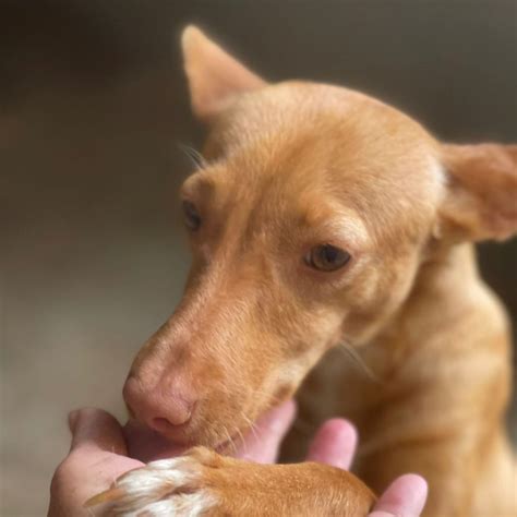 Podenco Rosita Sucht Ein Zuhause Salva Hundehilfe E V