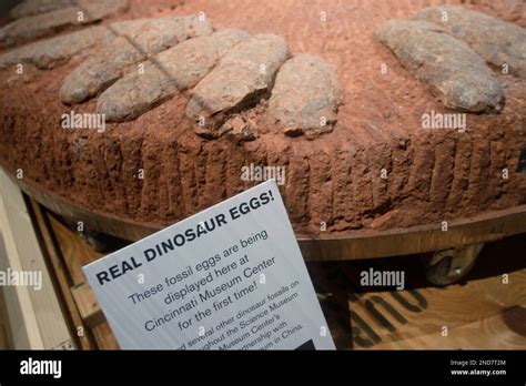 A fossilized nest of 26 dinosaur eggs arranged in pairs and laid by an ...