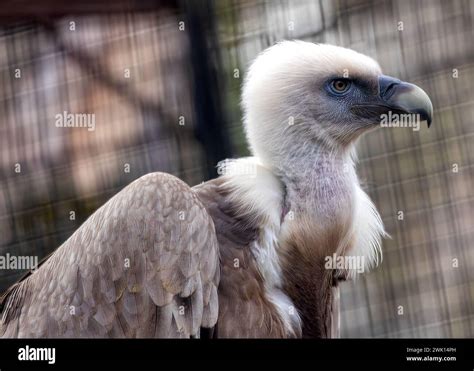 Graceful Griffon Vulture Soaring Over The Gambian Landscape A Majestic