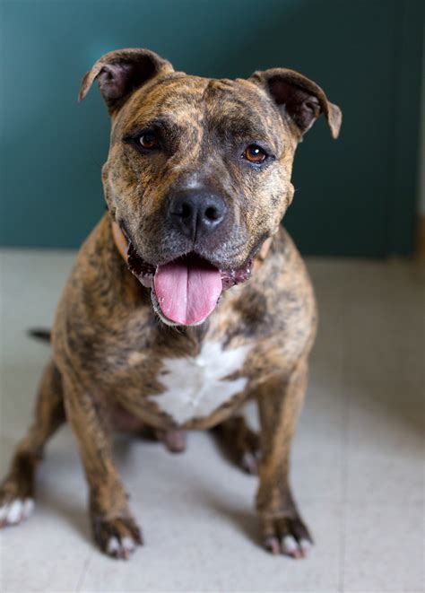 Shelter Dogs of Portland: TITAN" handsome brindle pitbull