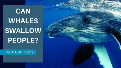 Can A Whale Swallow a Human? | Whale Facts