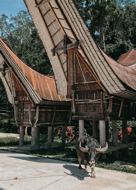 Detail Rumah Adat Tanah Toraja Koleksi Nomer