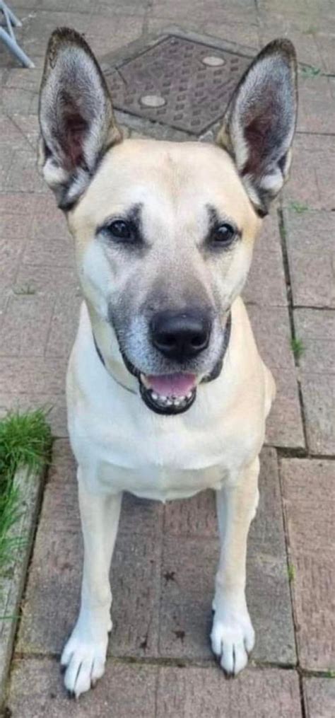 Urgent German Shepherd Dog Duke In South Wales German Shepherd Dog