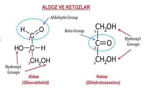 Karbonhidrat Nedir Glikoz Gibi Ekerler Canl Lar In Neden Nemlidir