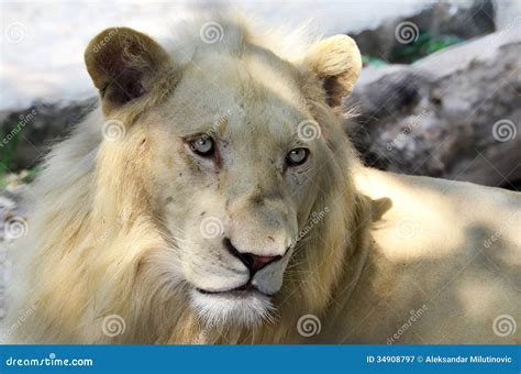 Albino lion stock image. Image of hair, lion, beast, endangered - 34908797