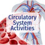 Circulatory System Activities - Flying Colors Science