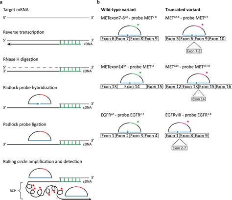 In Situ Detection Of Whole Exon Deletion Splice Variants Using Padlock