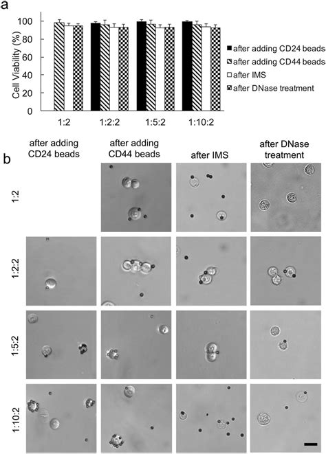 The Cell Viability And Image After Various Steps A Cell Viability