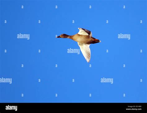 Female mallard duck flying Stock Photo - Alamy