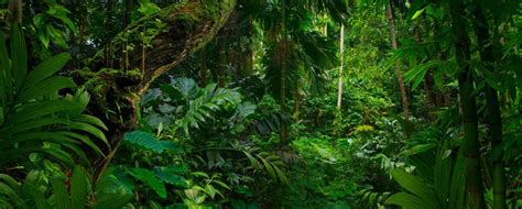 Jungle at Heart