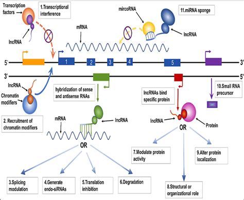 Potential Molecular Mechanism Of LncRNA The Molecular Mechanism Of