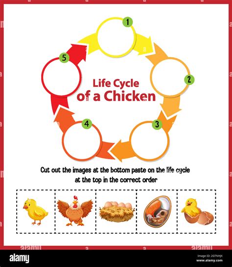 Diagram Showing Life Cycle Of Chicken Stock Vector Image Art Alamy