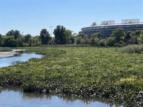 Our River The Anacostia Hillrag