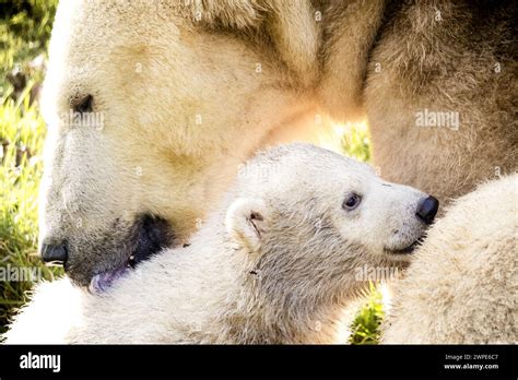 Mierlo Mother Frimas Comes Out For The First Time With Her Newborn