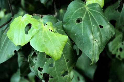 Kawakawa Leaves 01 | Kawakawa Miracle