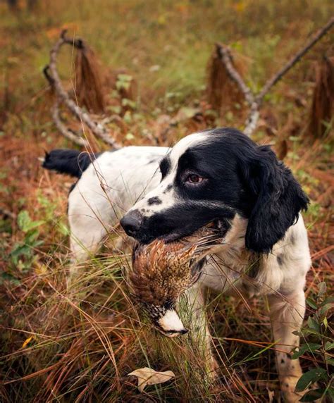 Big-Time Quail Hunting at SouthWind Plantation in Georgia