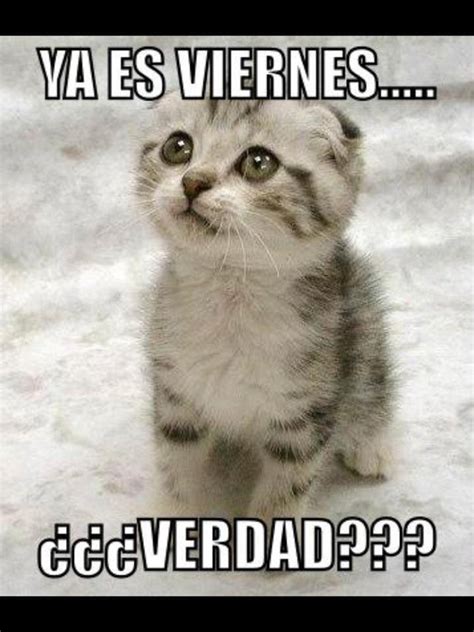 Ya Es Viernes Humor Divertido Sobre Animales Gatitos Divertidos