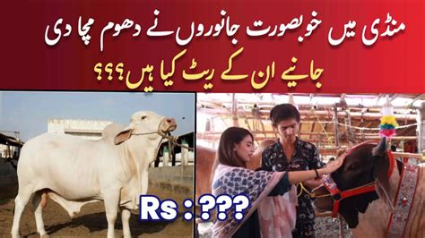 Lahore Cow Mandi 1 Lakh Se 3 Lakh Ke Bachre Cattle Market Latest