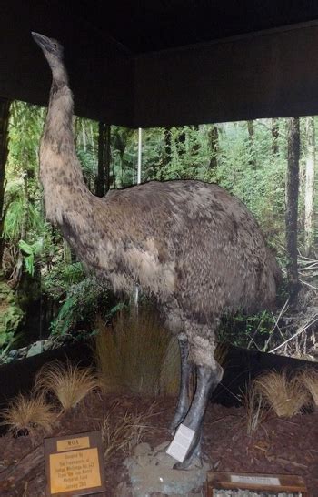 Moa Facts Lesson For Kids