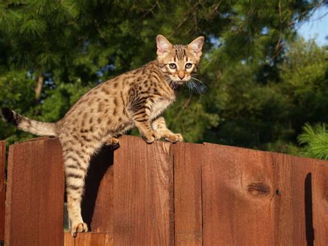 Besondere Katzenrassen Liste Mit Bildern Rekordtiere De