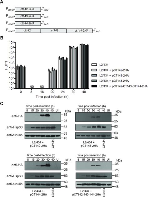 Generation And Characterization Of C Trachomatis Strains Producing