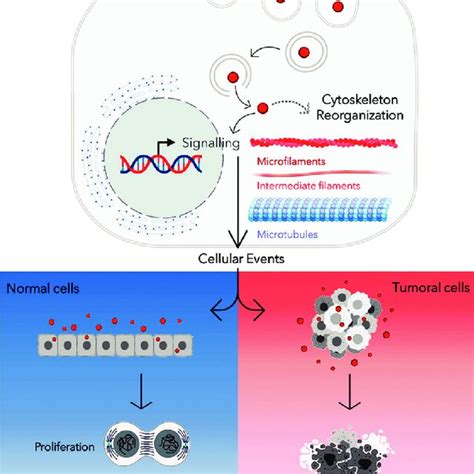 Schematic Diagram Summarizing The Interaction Among Chitosan Based Download Scientific Diagram