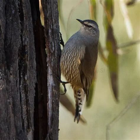 Brown Treecreeper Facts Diet Habitat And Pictures On Animaliabio