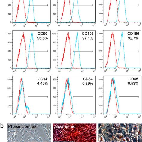 Characterization Of Uc Mscs A Immunophenotype Of Isolated Uc Mscs Download Scientific